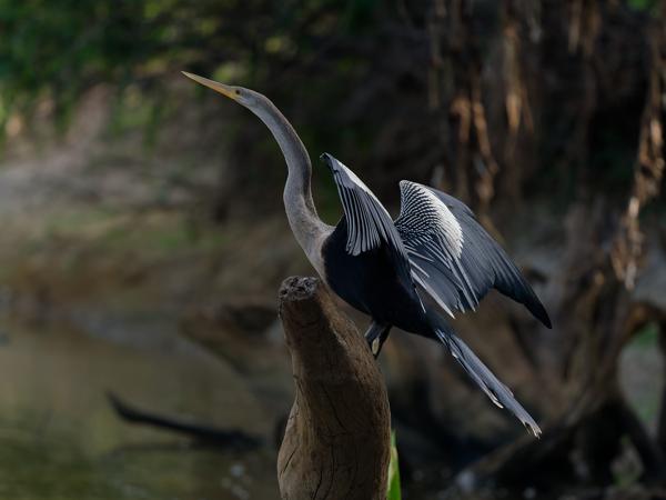 Amerikaanse slangenhalsvogel (Anhinga anhinga)